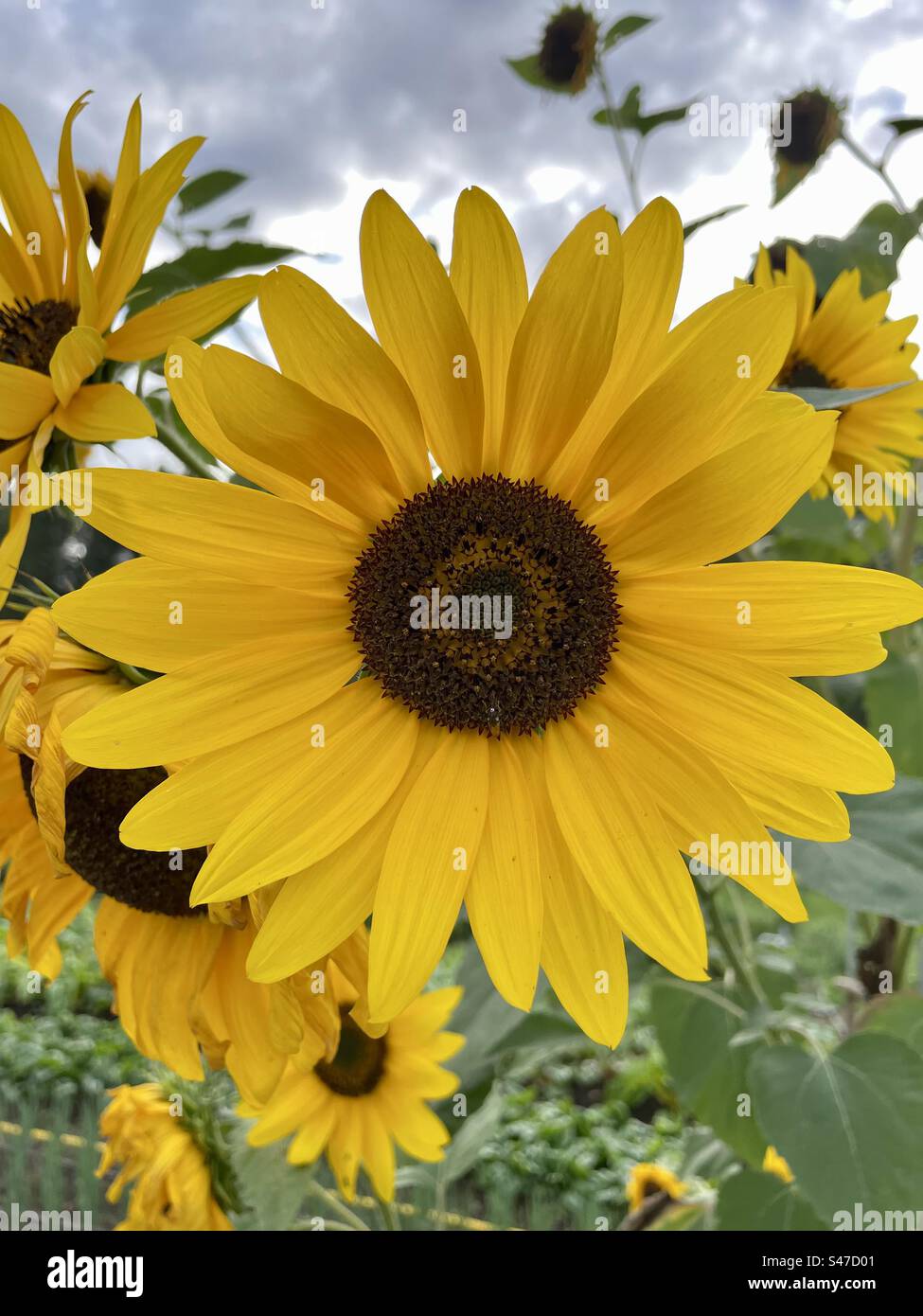 Tournesol dans une ferme bio Banque D'Images