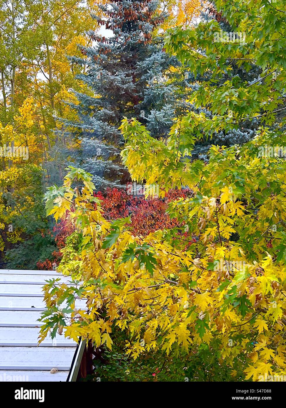 Automne en Alberta, Calgary, Canada, photographie de jardin Banque D'Images Automne en Alberta, Calgary, Canada, photographie de jardin Banque D'Images