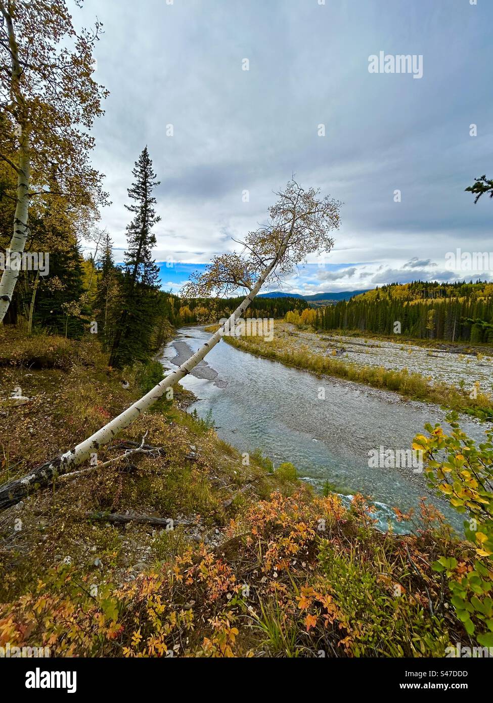 Automne en Alberta, Canada, Kananaskis Country, le long #66, saison, automne, photographe, Elbow Ricer, rive du fleuve - Image de stock capturée avec un smartphone