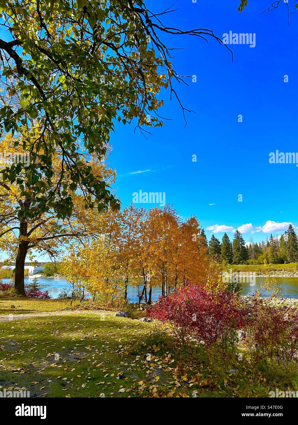 Automne en Alberta, Canada, Bowness Park, Calgary, Bow River, evergreen, arbres , cornouilles , tremble, reflets - Image de stock capturée avec un smartphone