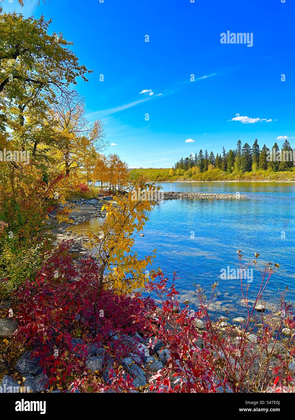 Automne en Alberta, Canada, Bowness Park, Calgary, Bow River, evergreen, arbres , cornouilles , tremble, reflets - Image de stock capturée avec un smartphone