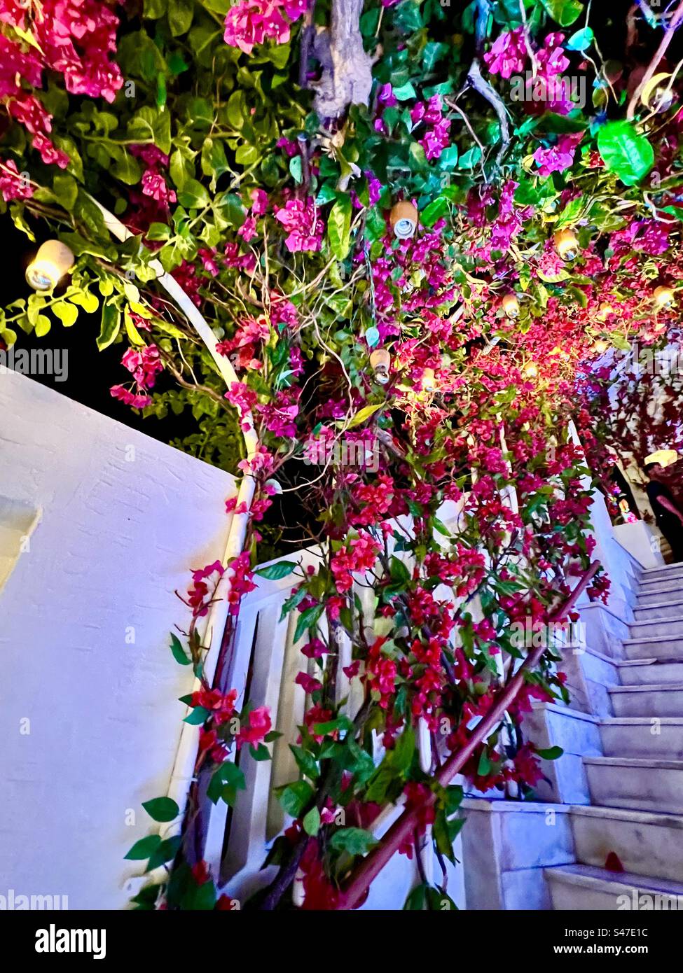 Bougainvilliers rose chaud contre un bâtiment blanchi à la chaux, illuminé la nuit. Santorin, Grèce - Image de stock capturée avec un smartphone