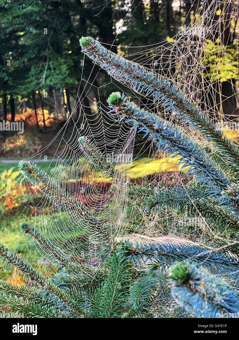 Toiles d'araignées sur les pins au lever du soleil dans le parc national de New Forest - Image de stock capturée avec un smartphone