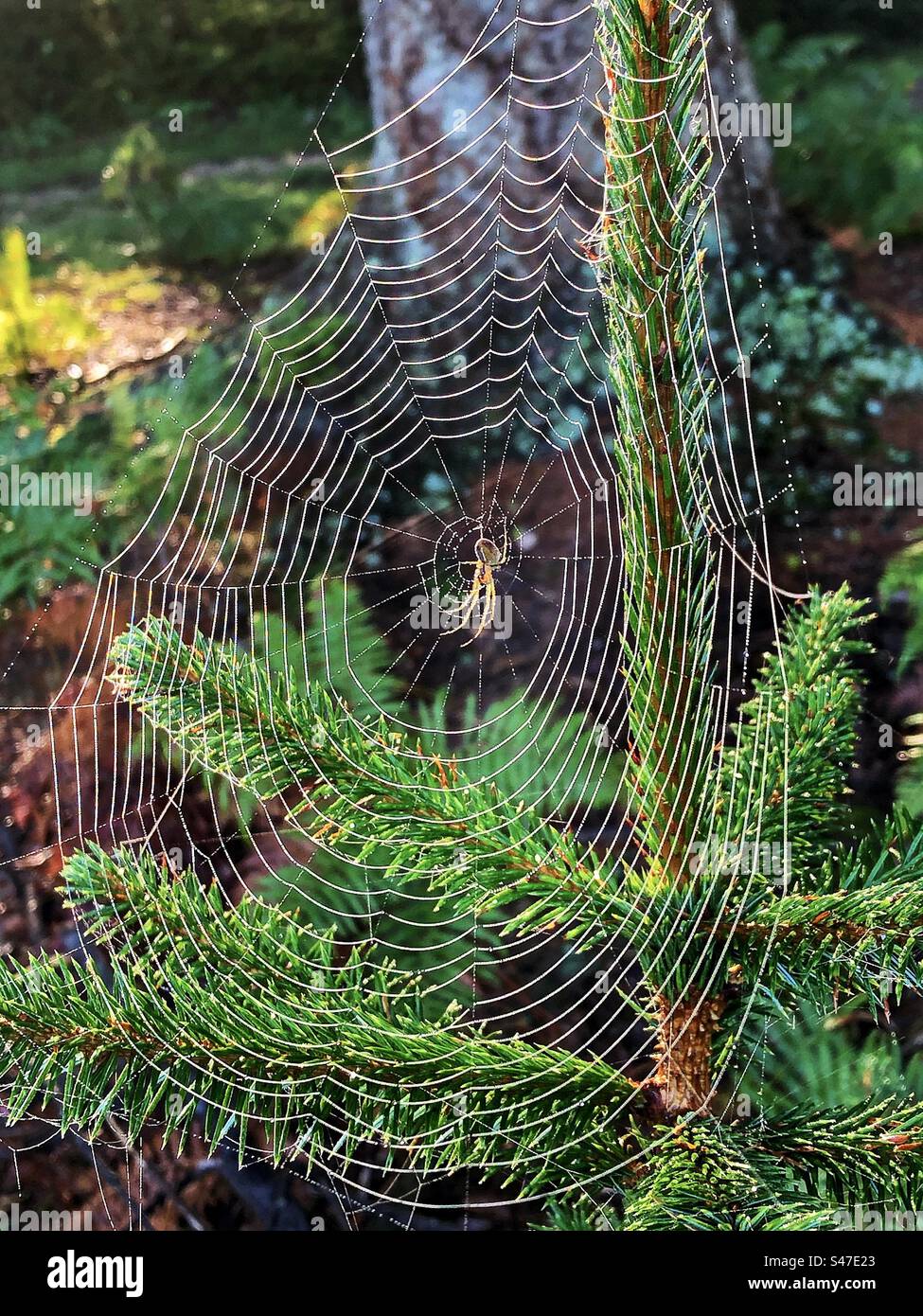 Araignée reposant sur la toile au lever du soleil dans le parc national de New Forest - Image de stock capturée avec un smartphone