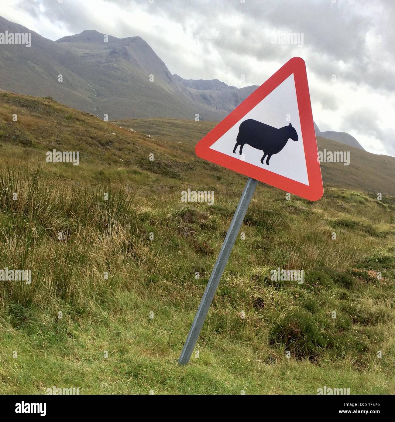 Signe d'avertissement de mouton - Image de stock capturée avec un smartphone Signe d'avertissement de mouton - Image de stock capturée avec un smartphone