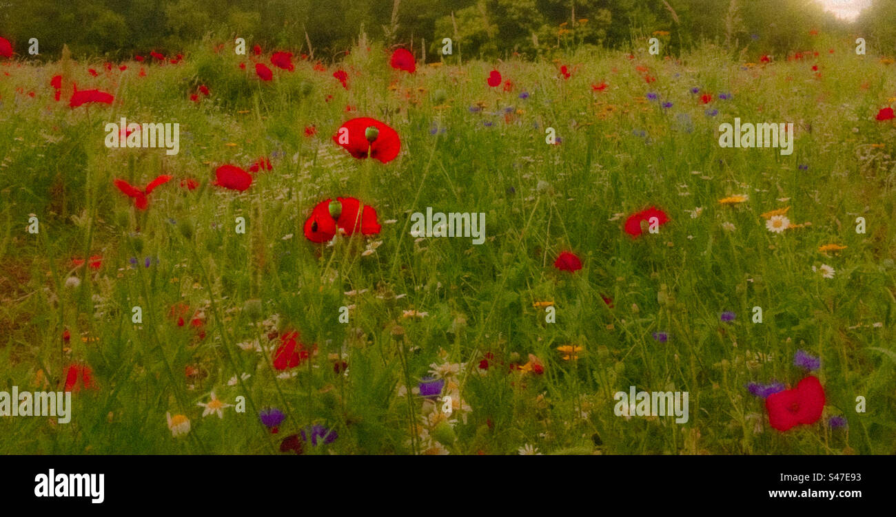 Fleurs sauvages - Image de stock capturée avec un smartphone