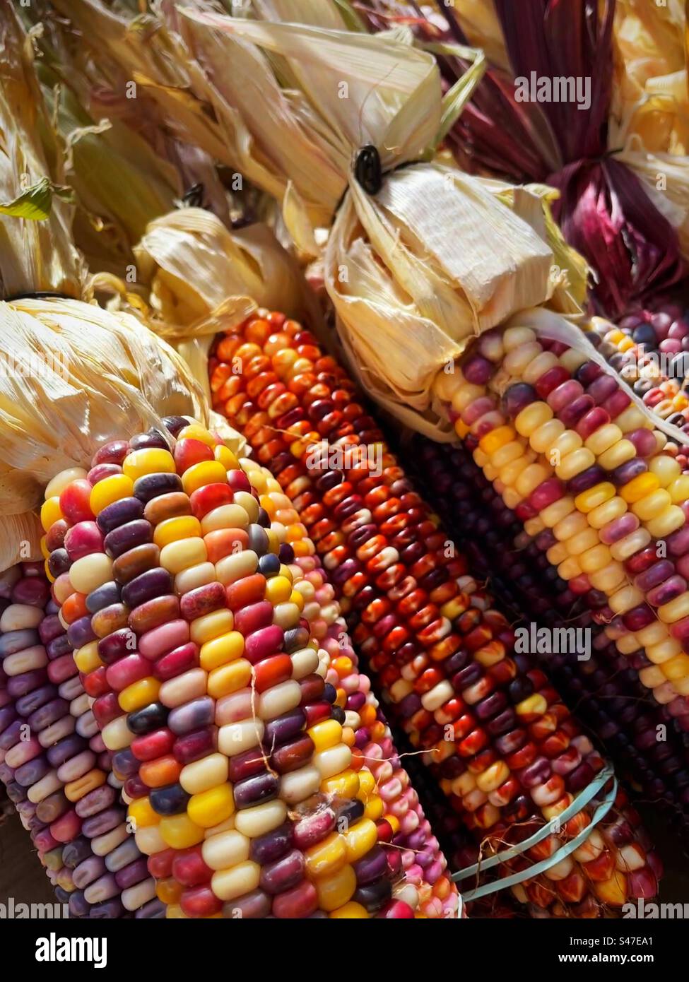 Gros plan de rafles colorées de maïs indien, 2023, Nouvelle-Angleterre, États-Unis Banque D'Images