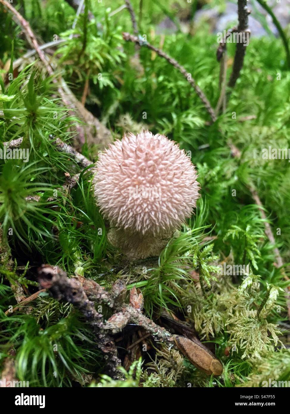 Jeune petit champignon Lycoperdon echinatum champignon champignon poussant au milieu de la croissance de la mousse vert vif - Image de stock capturée avec un smartphone