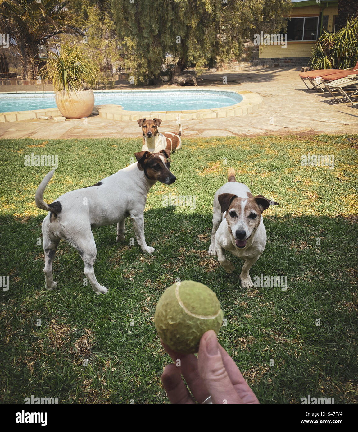 Trois chiens Jack Russell attendent avec enthousiasme qu'une balle de tennis soit lancée en Namibie Banque D'Images