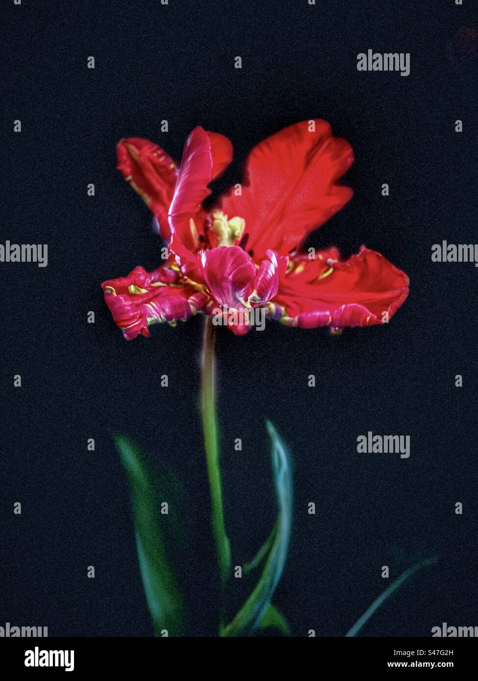 Gros plan de tulipe rouge de perroquet sur fond noir. Banque D'Images