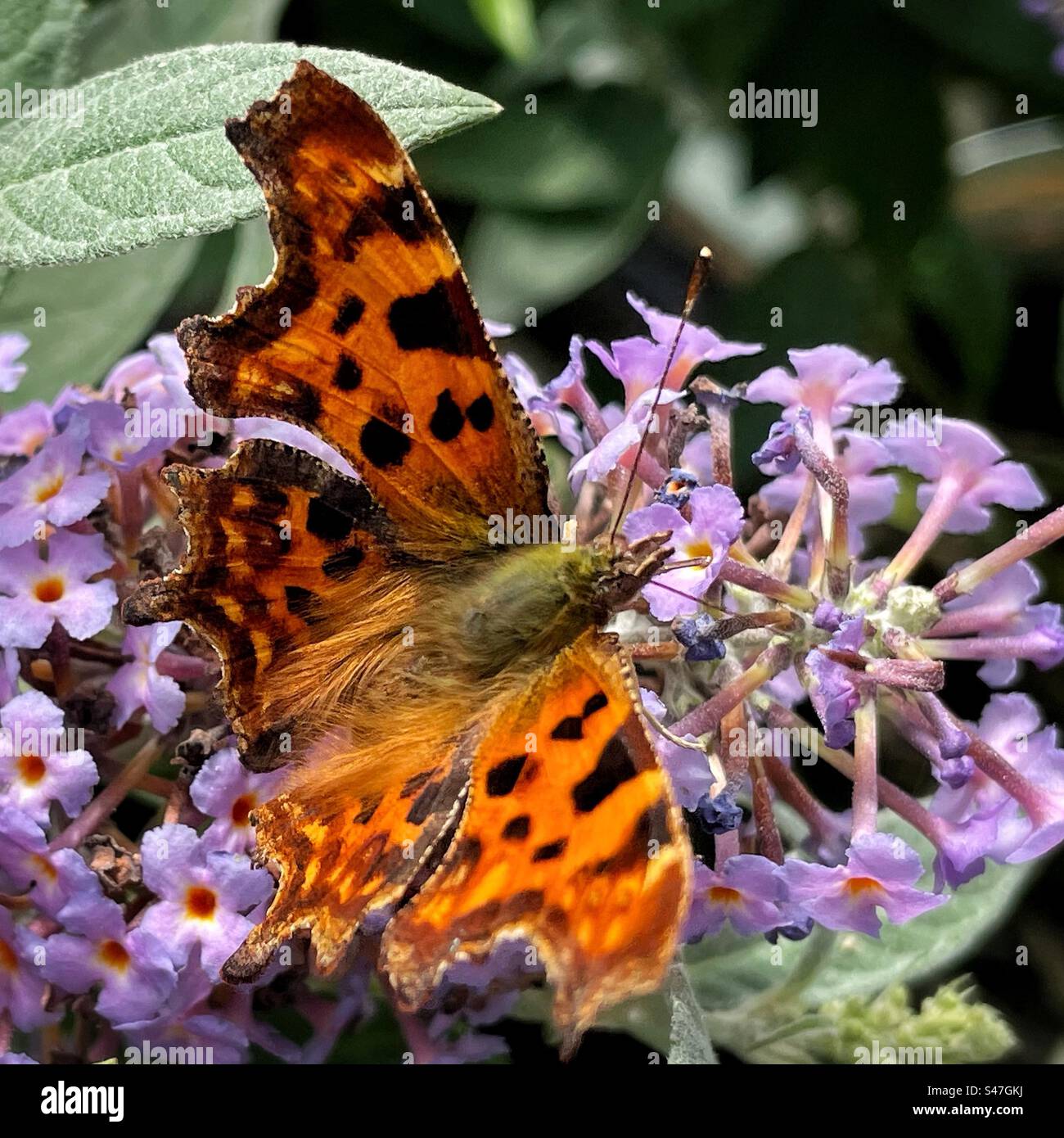 Virgule (Polygonia c-album) papillon Banque D'Images