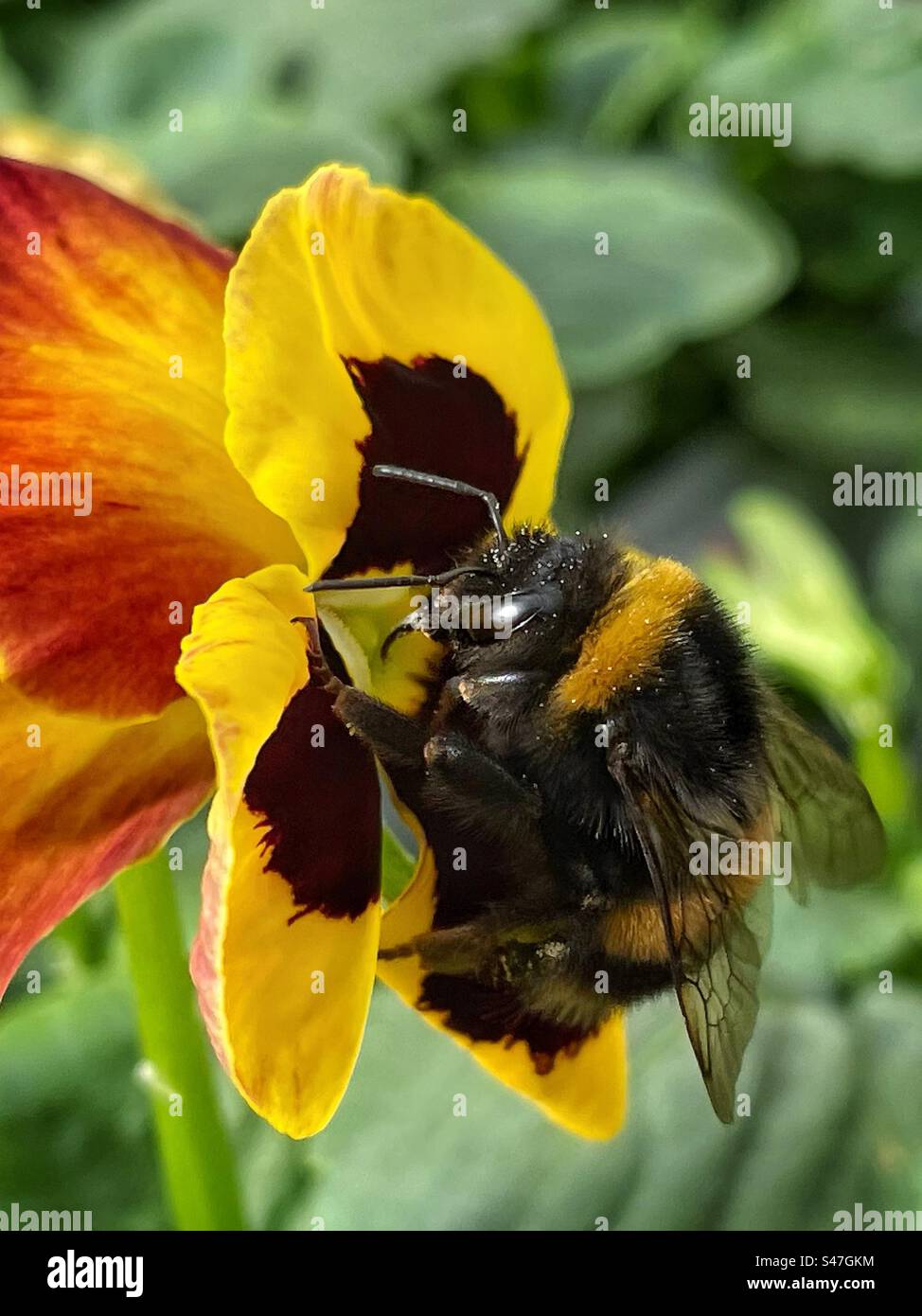 Buff-tailed bourdon (Bombus terrestris) Banque D'Images