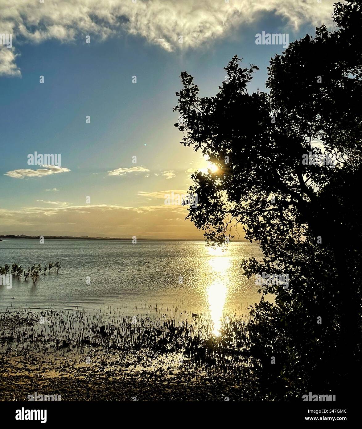 Coucher de soleil et semis d'arbres de mangrove Banque D'Images