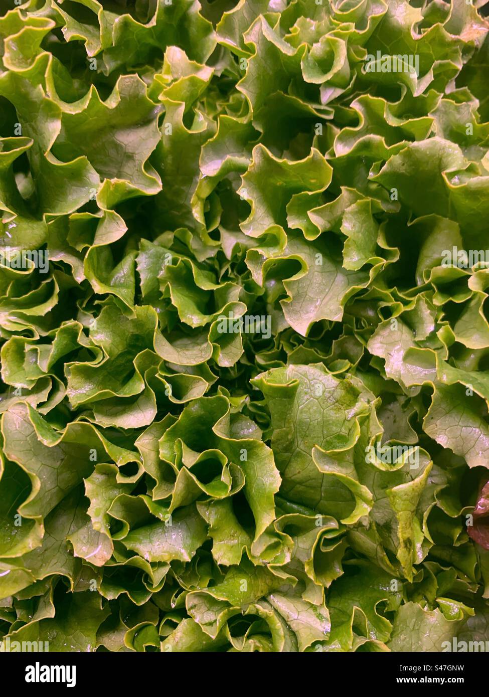 Feuilles de laitue verte fraîches à vendre au marché fermier local. - Image de stock capturée avec un smartphone
