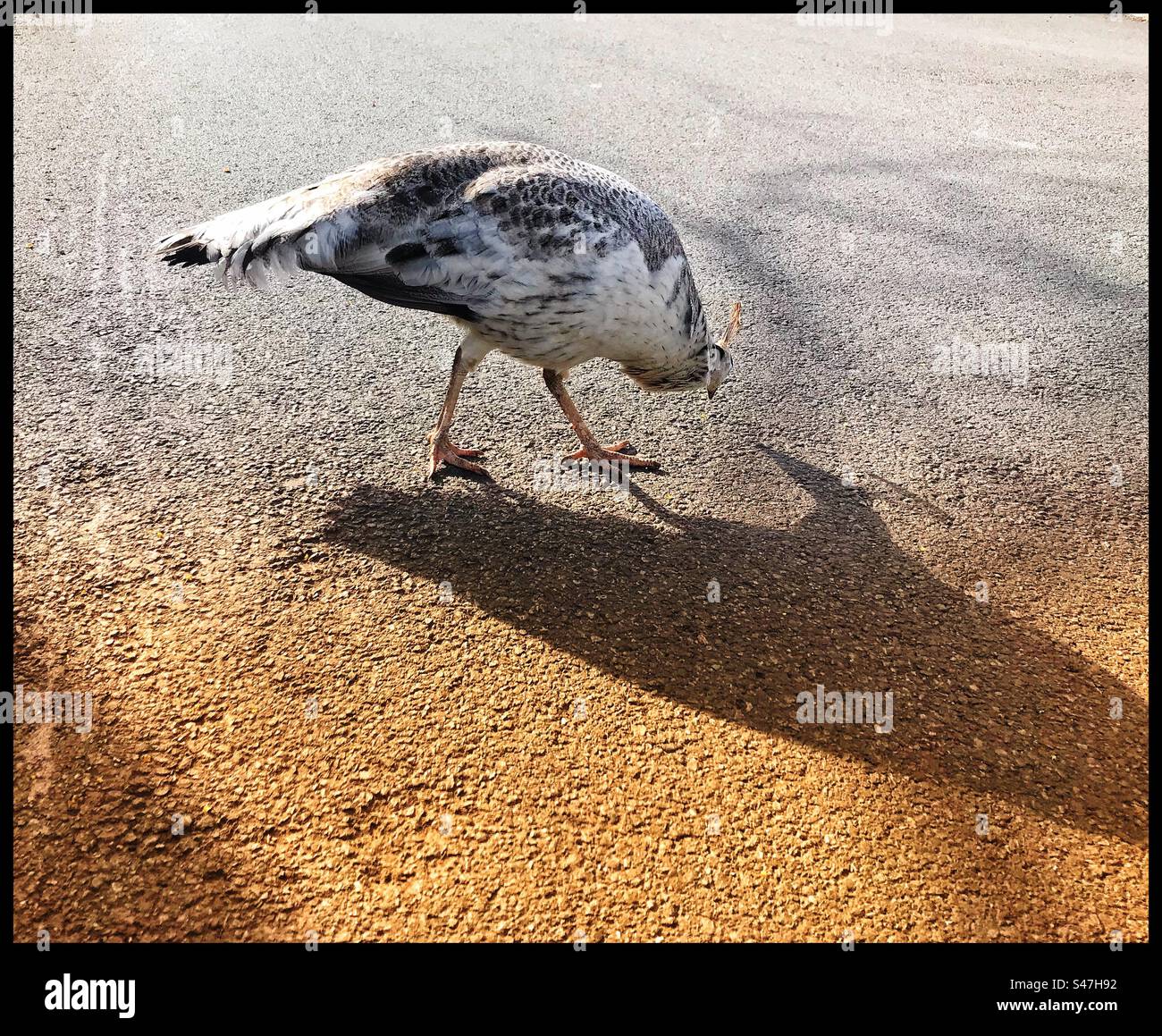 Peahen sur la route déserte avec ombre projetée sur la surface de la route - Image de stock capturée avec un smartphone