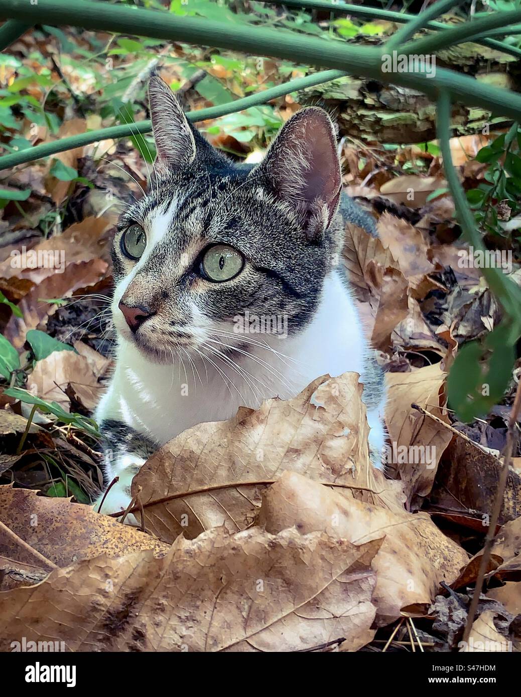 Chat tabby assis dans les feuilles d'automne tombées Banque D'Images