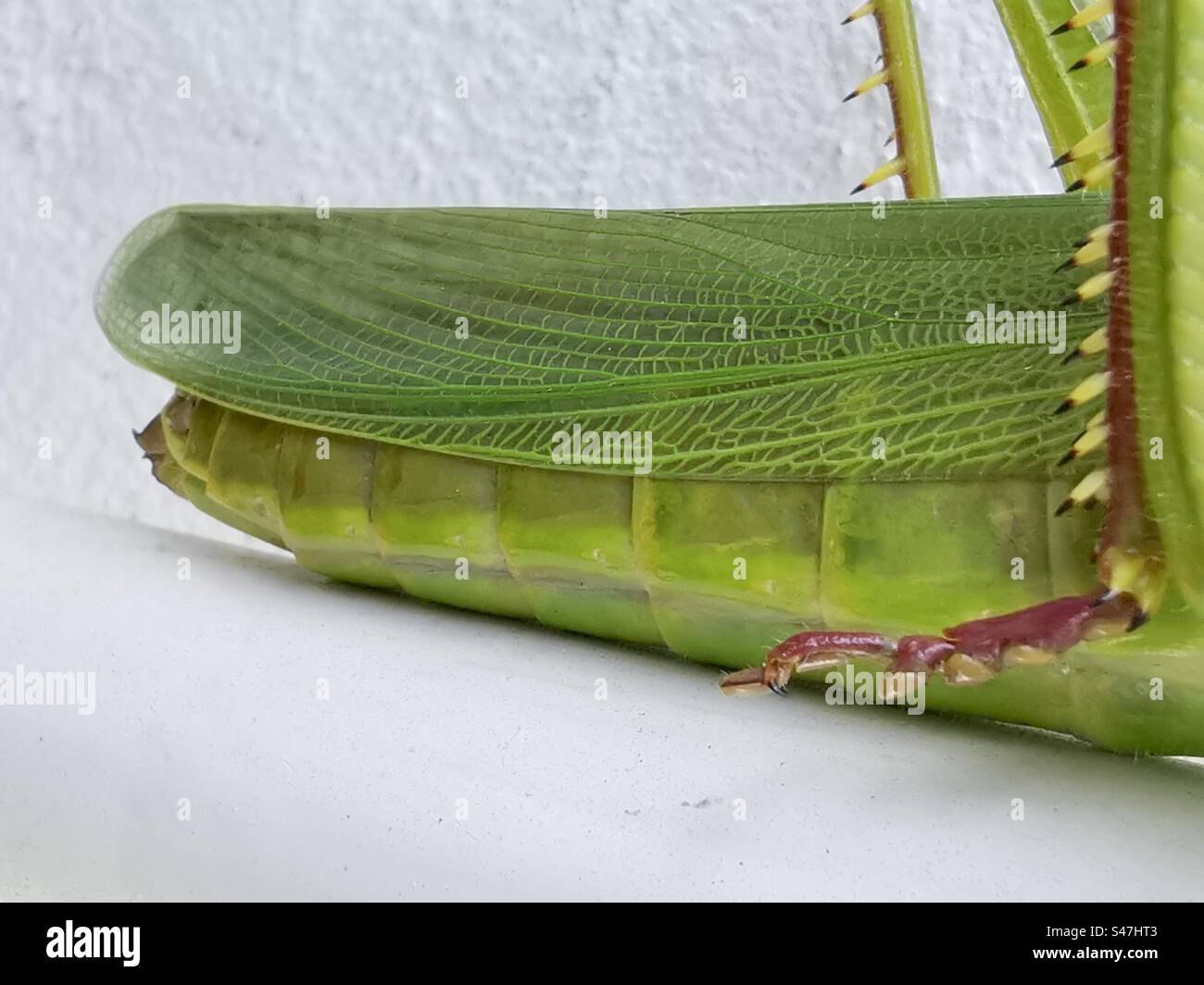 Gros plan de la queue d'une grande sauterelle. - Image de stock capturée avec un smartphone