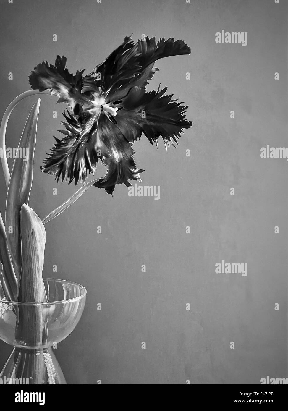 Photo monochrome de fleur de tulipe de perroquet dans le vase d'ampoule en verre sur fond gris avec espace de copie. Nature morte. Art. Banque D'Images