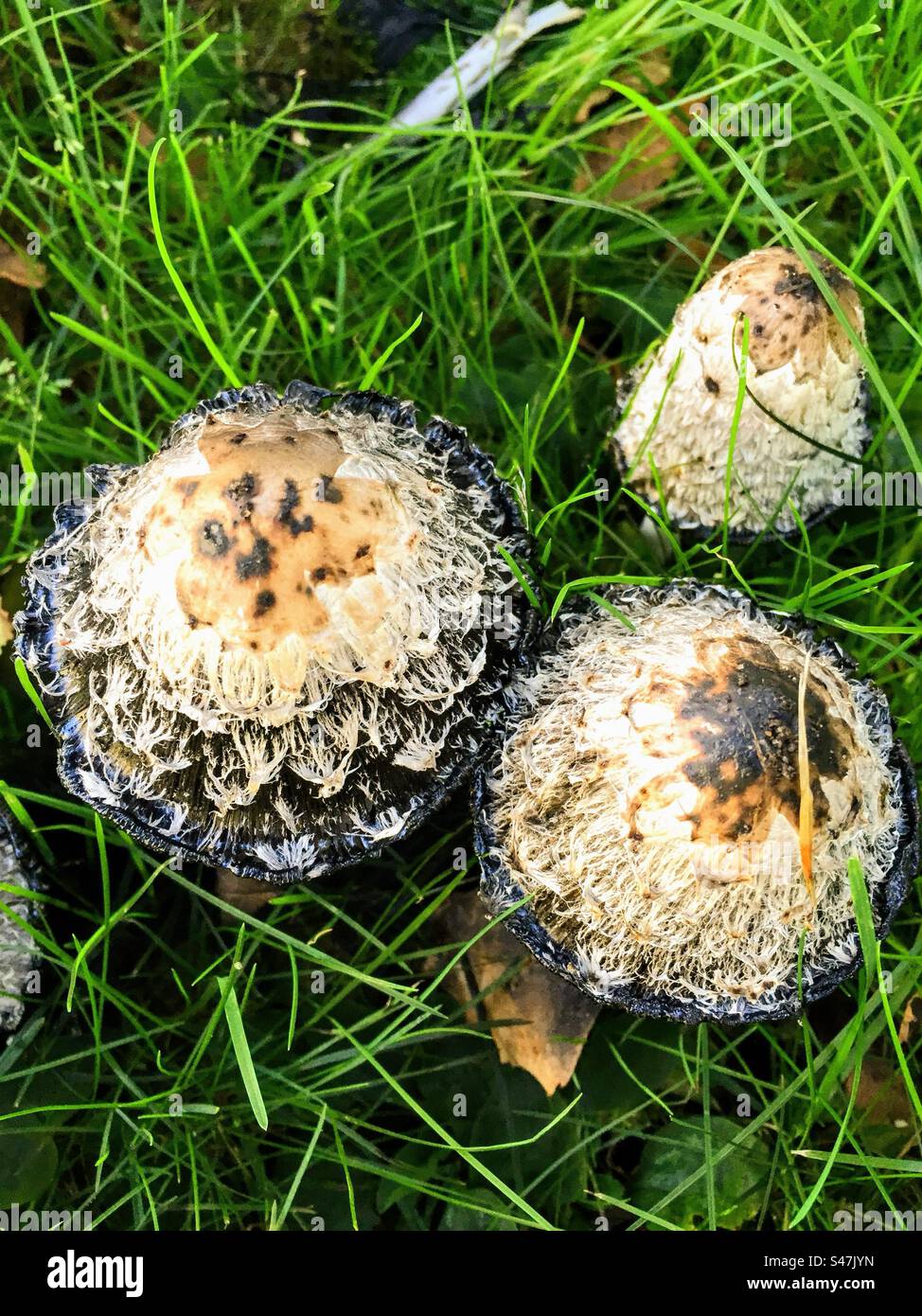 Bouquet de Coprinus comatus - chapeau d'encre shaggy, perruque de l'avocat, champignons de crinus shaggy champignon comestible poussant dans l'herbe - Image de stock capturée avec un smartphone