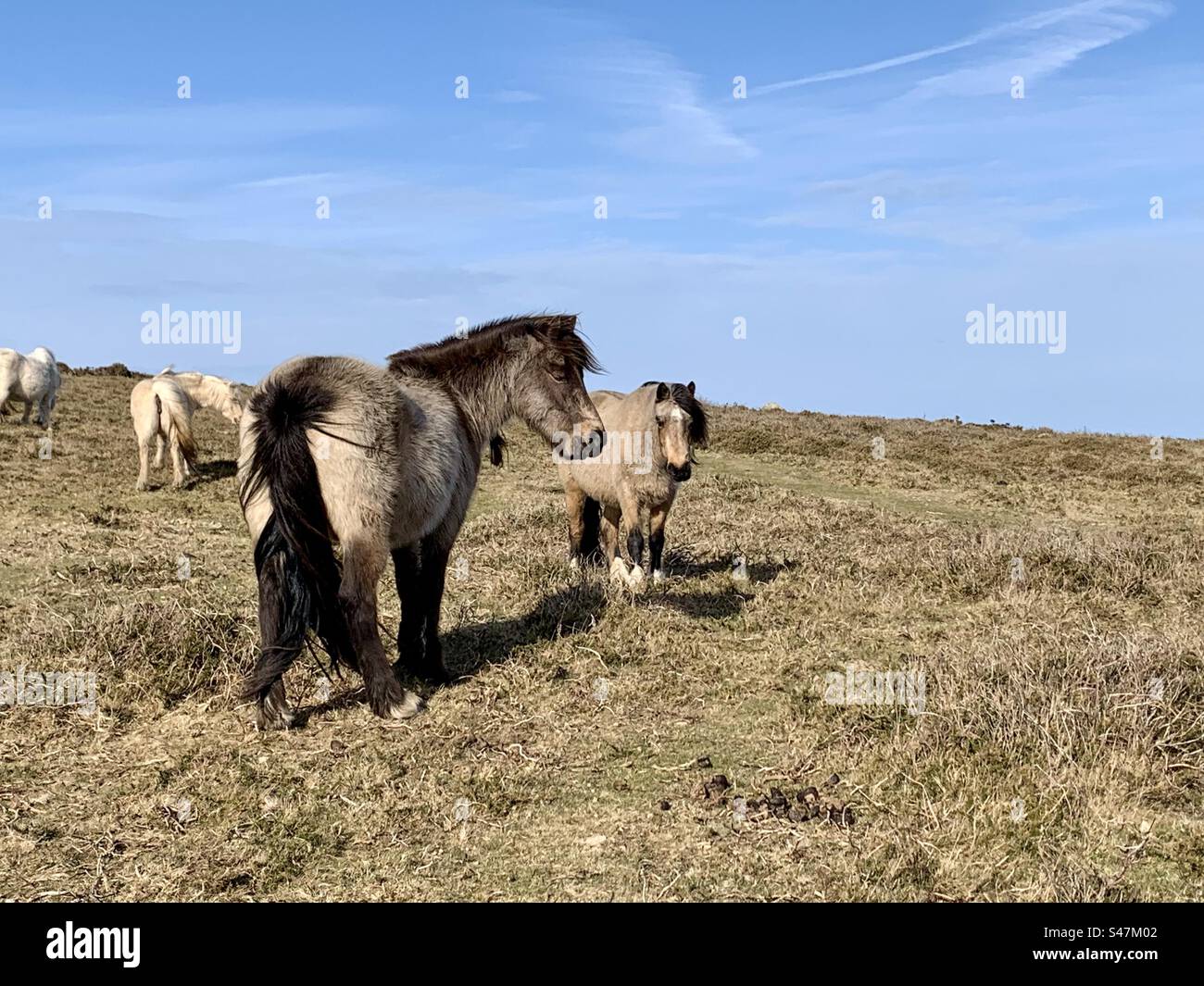 Poneys de montagne gallois Banque D'Images