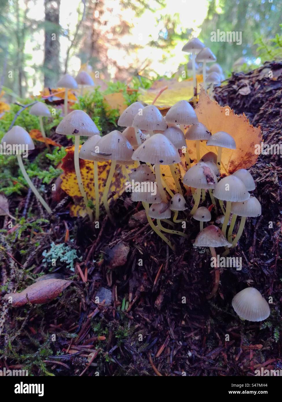 Bouquet de jeunes champignons saprotrophes mycena champignon toadstool champignons poussant dans l'environnement forestier Banque D'Images