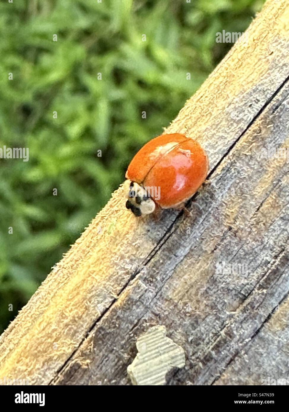 Cycloneda munda, généralement connu sous le nom de lady-coléoptère polie ou ladybird immaculée, est une espèce de lady-coléoptère de la famille des Coccinellidae Banque D'Images