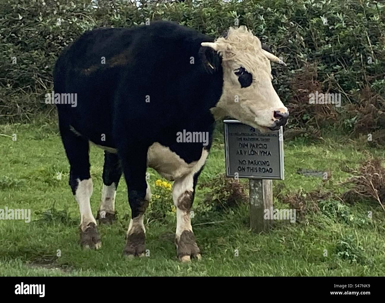 Vache noire et blanche devant un panneau d'interdiction de stationnement Banque D'Images