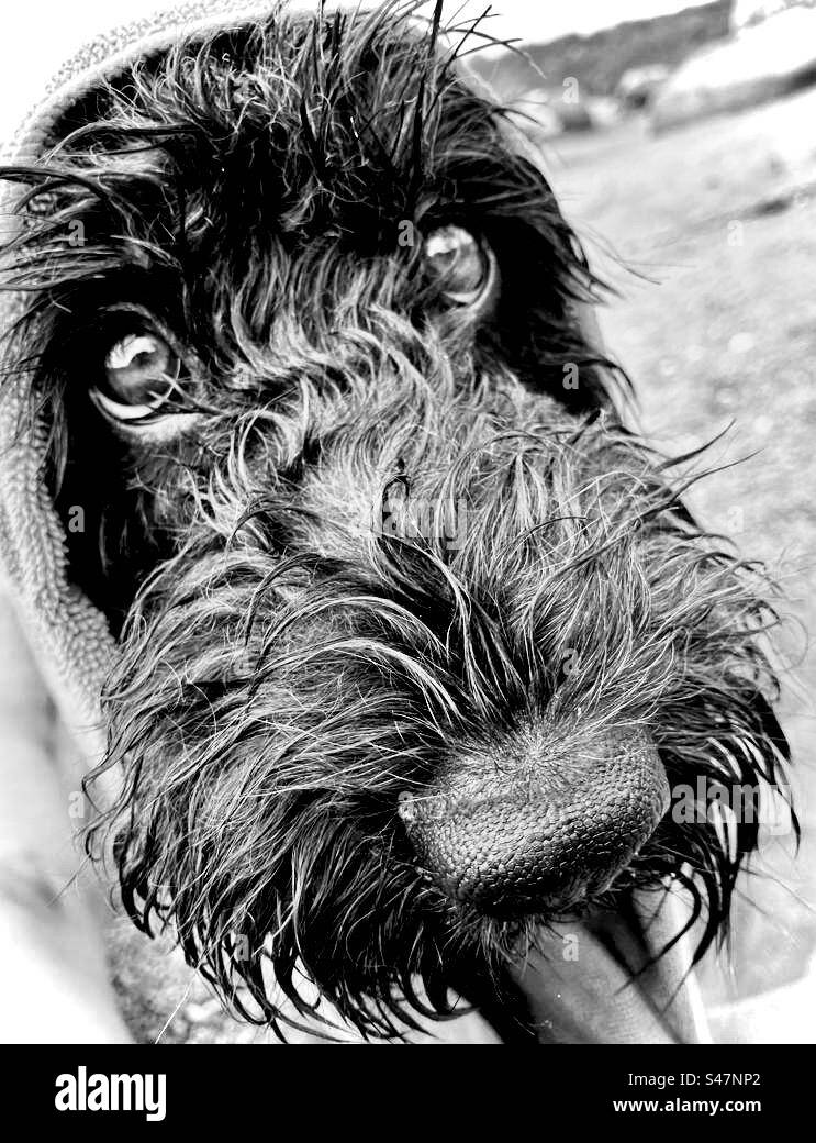 Chien noir et blanc à nez mouillé - Image de stock capturée avec un smartphone