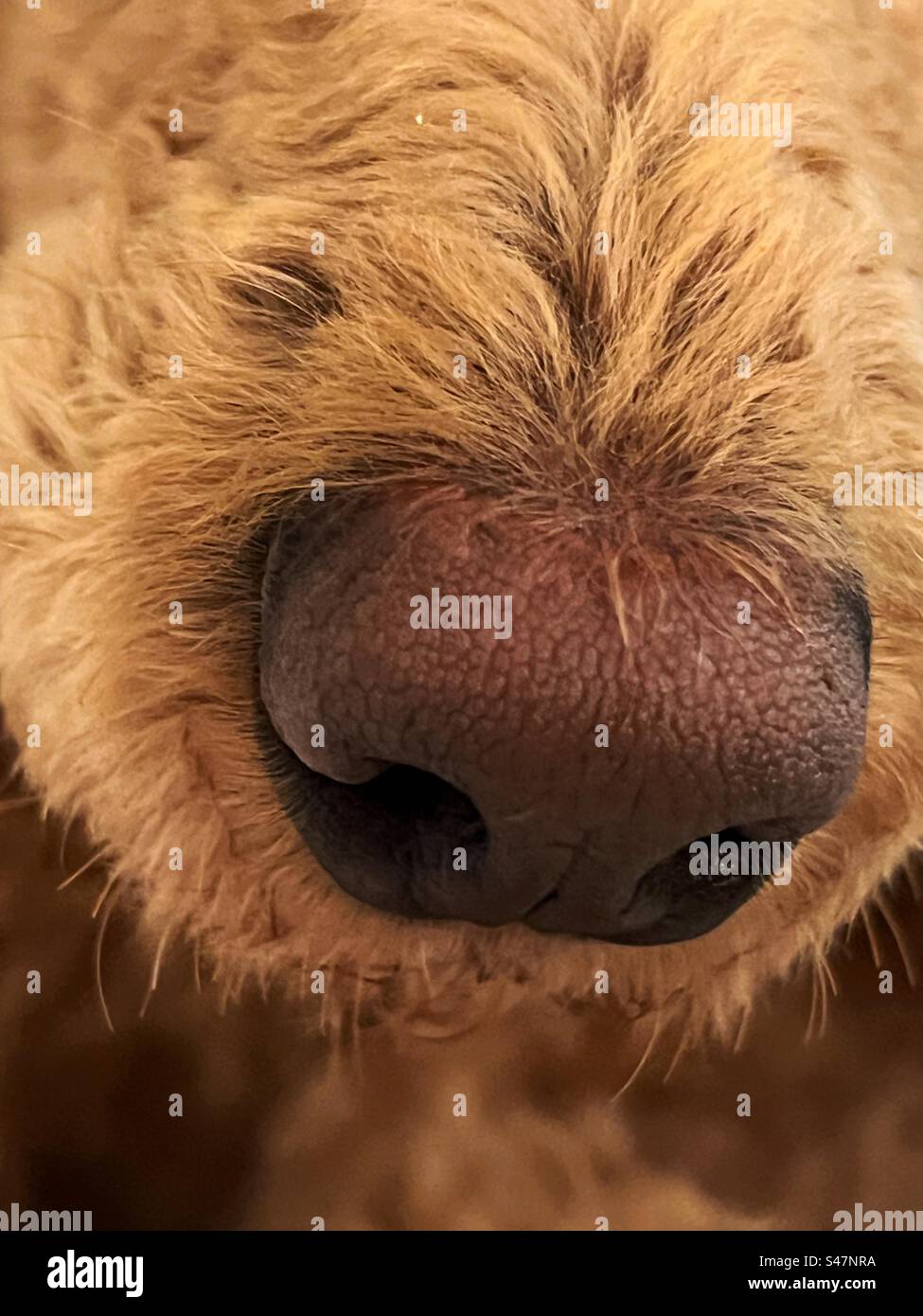Gros plan du nez de chien couleur citrouille épicée. Banque D'Images