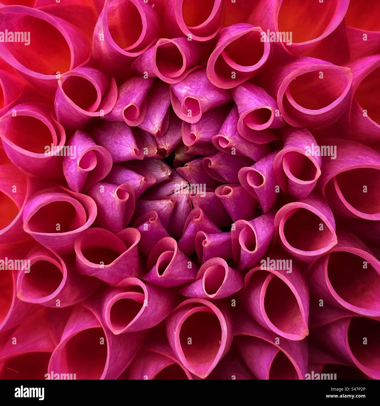 Fleur de Dahlia Banque D'Images