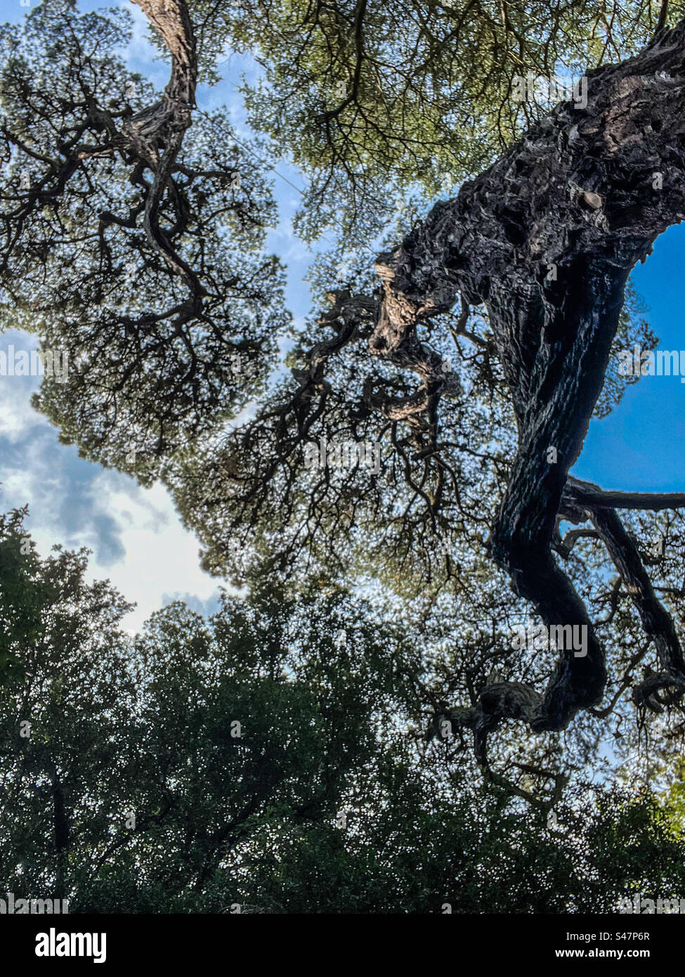 Canopée des arbres vue de dessous Banque D'Images