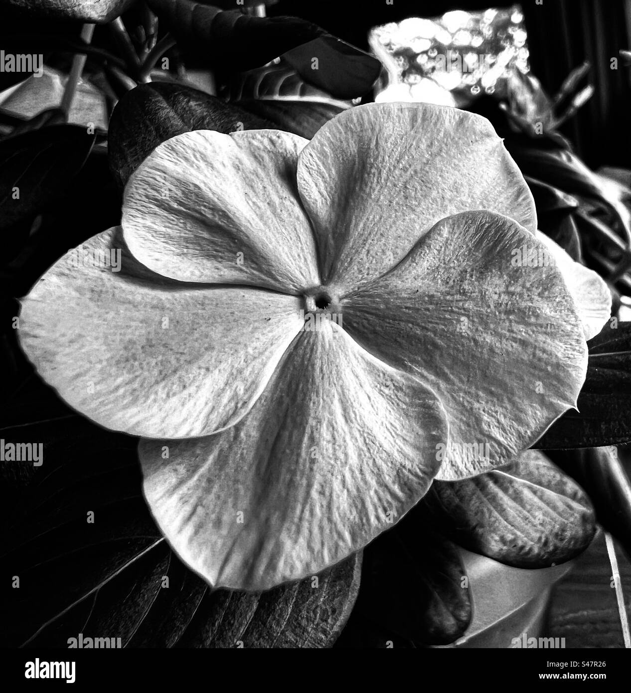 Fleur noir et blanc. Banque D'Images
