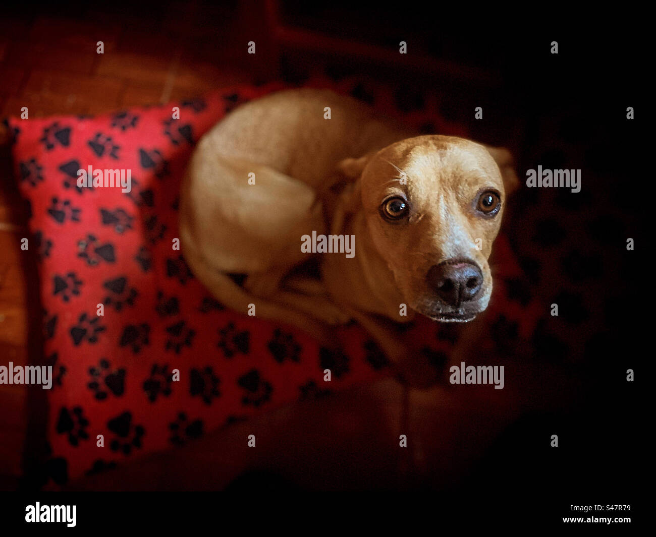Un chien dans un lit de chien rouge à Queretaro, Mexique Banque D'Images