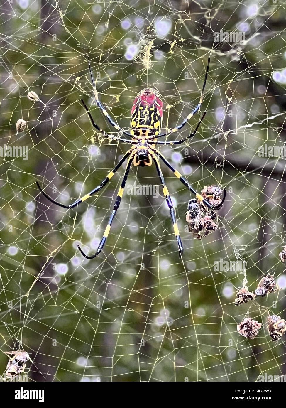 Joro Spider sur le web Banque D'Images