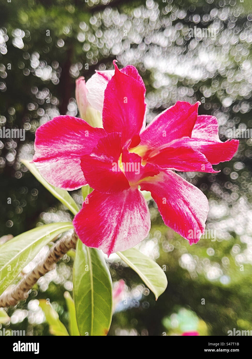 Adenium est le nom d'une plante aux belles fleurs colorées. C'est une plante facile à cultiver et à entretenir. Tolère des conditions très sèches. Banque D'Images