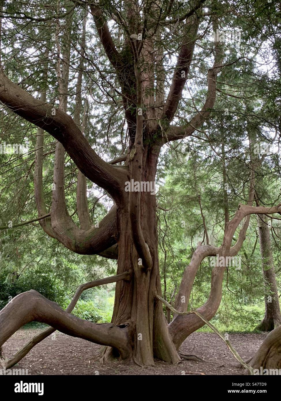 Immense cèdre avec beaucoup de branches - Image de stock capturée avec un smartphone