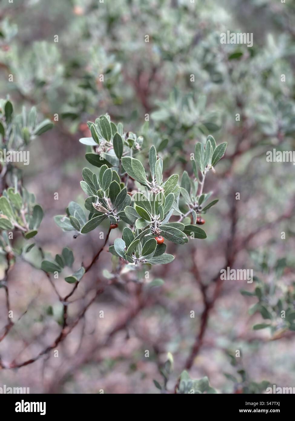 Berry belle Manzanita, tiges rouges acajou, feuilles vert velours, mode portrait Banque D'Images