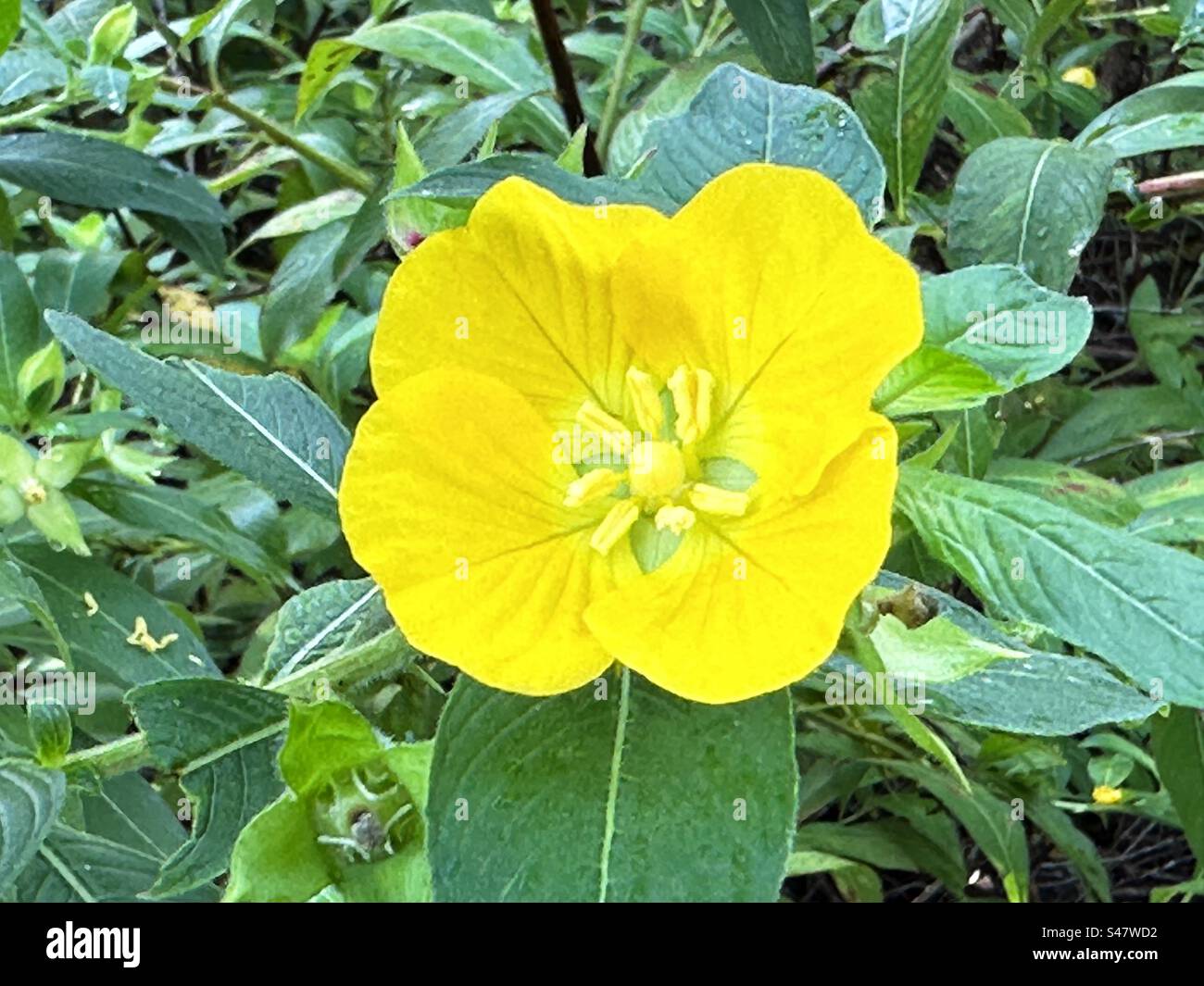 Une fleur jaune Ludwigia peruviana dans un jardin de Floride. Cette fleur est également connue sous le nom d'onagre péruvienne. - Image de stock capturée avec un smartphone