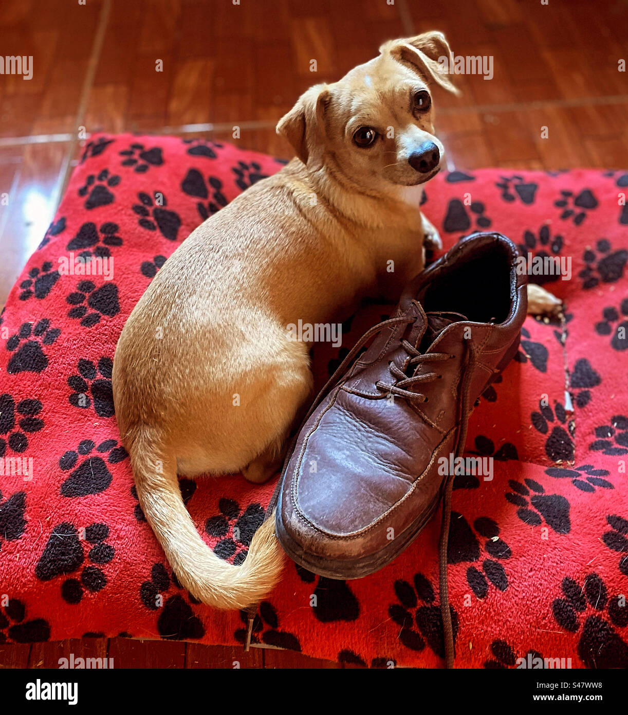 Un chien chihuahua joue avec une chaussure à Queretaro, au Mexique Banque D'Images