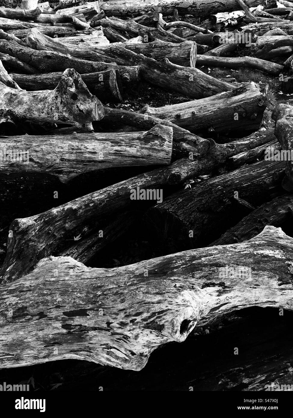 Image en noir et blanc de troncs d'arbres Banque D'Images