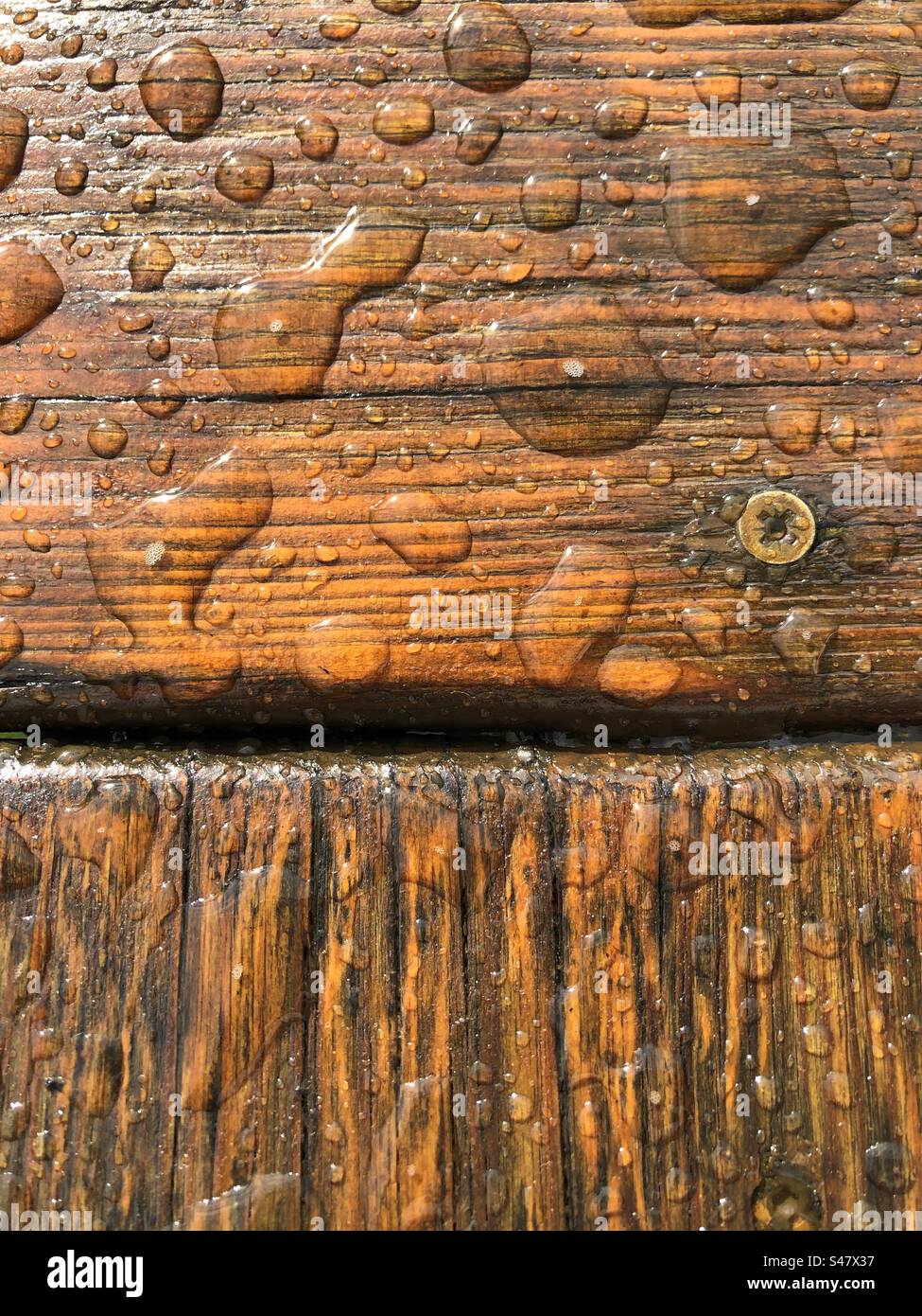 Gouttes de pluie sur la surface d'une planche de bois et une seule tête de vis Banque D'Images