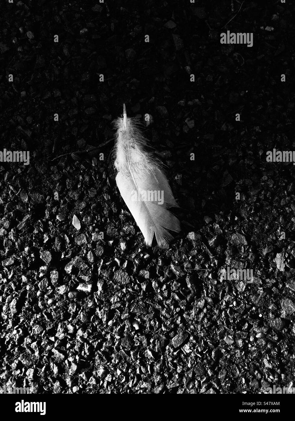 Plume d’oiseau blanc sur asphalte Banque D'Images