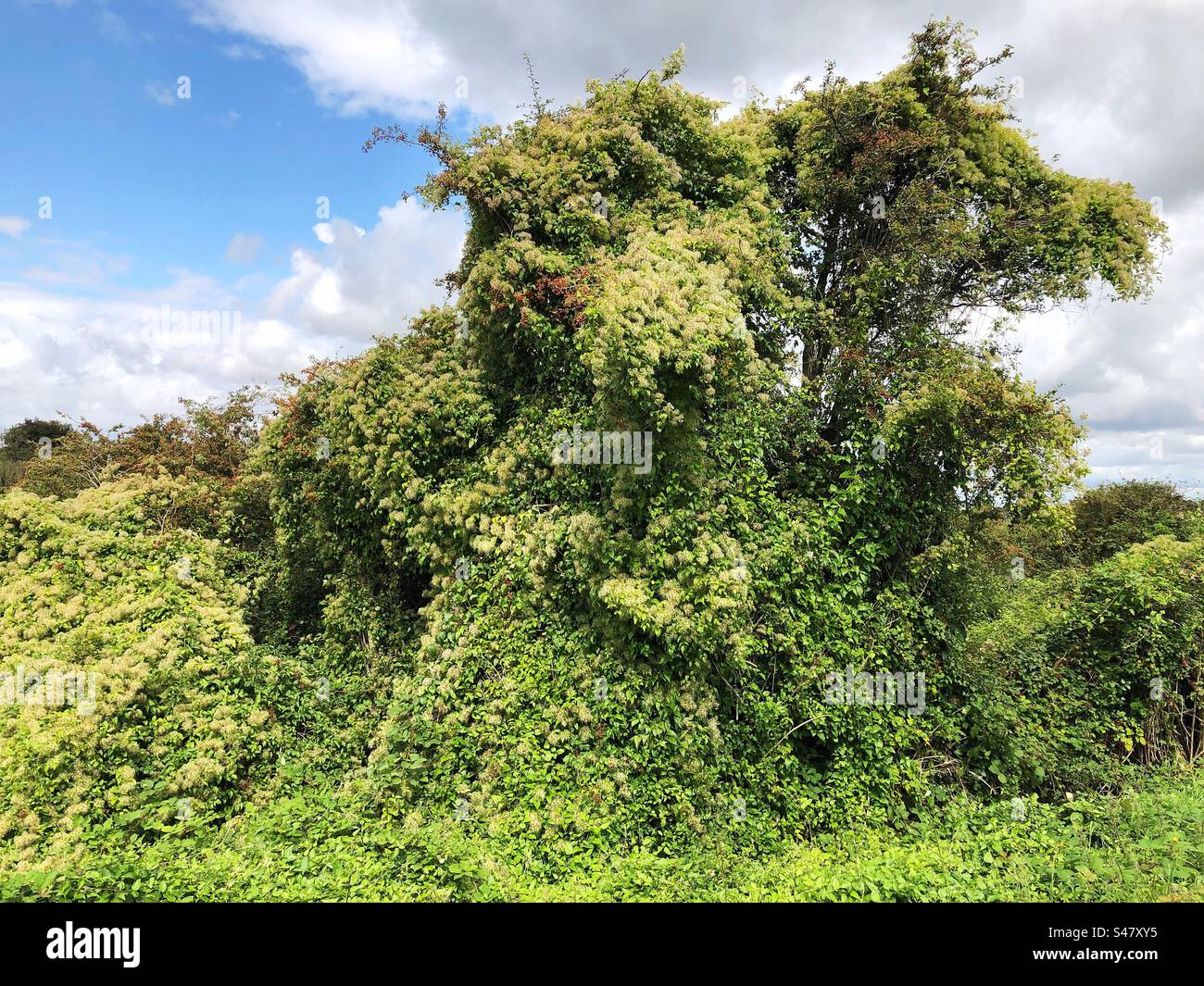 Arbre couvert de la joie du voyageur ou de la barbe du vieil homme plante à : St. Catherine's Hill, Winchester, Hampshire Royaume-Uni - Image de stock capturée avec un smartphone