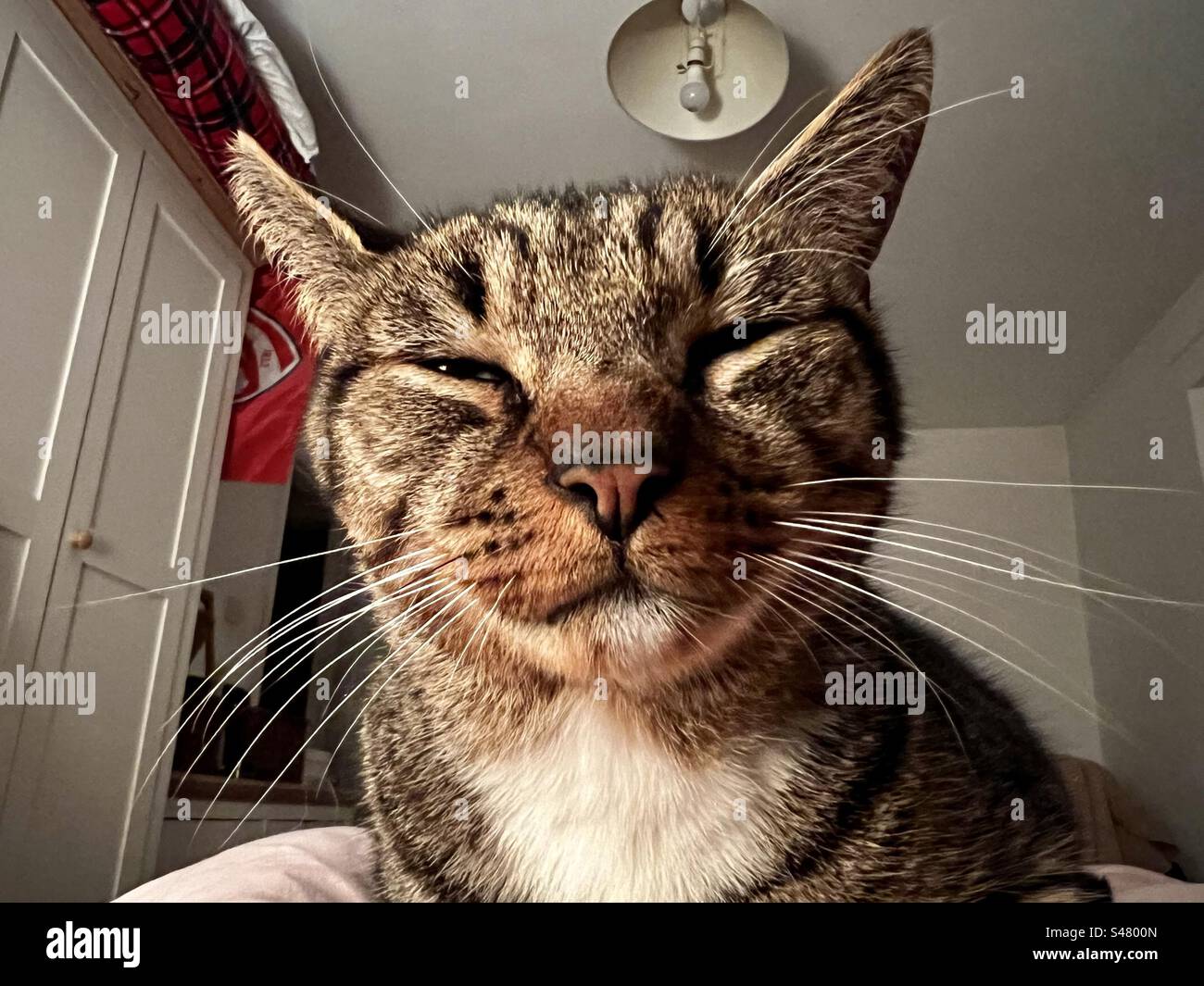 Chat gros plan - Image de stock capturée avec un smartphone