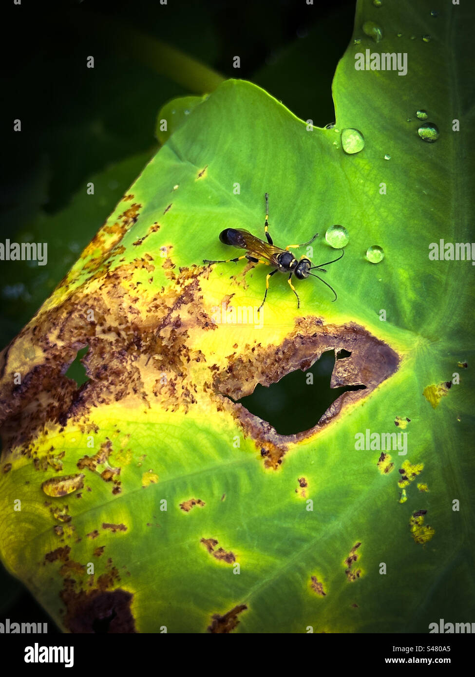 Une mouche assise sur une feuille en décomposition Banque D'Images