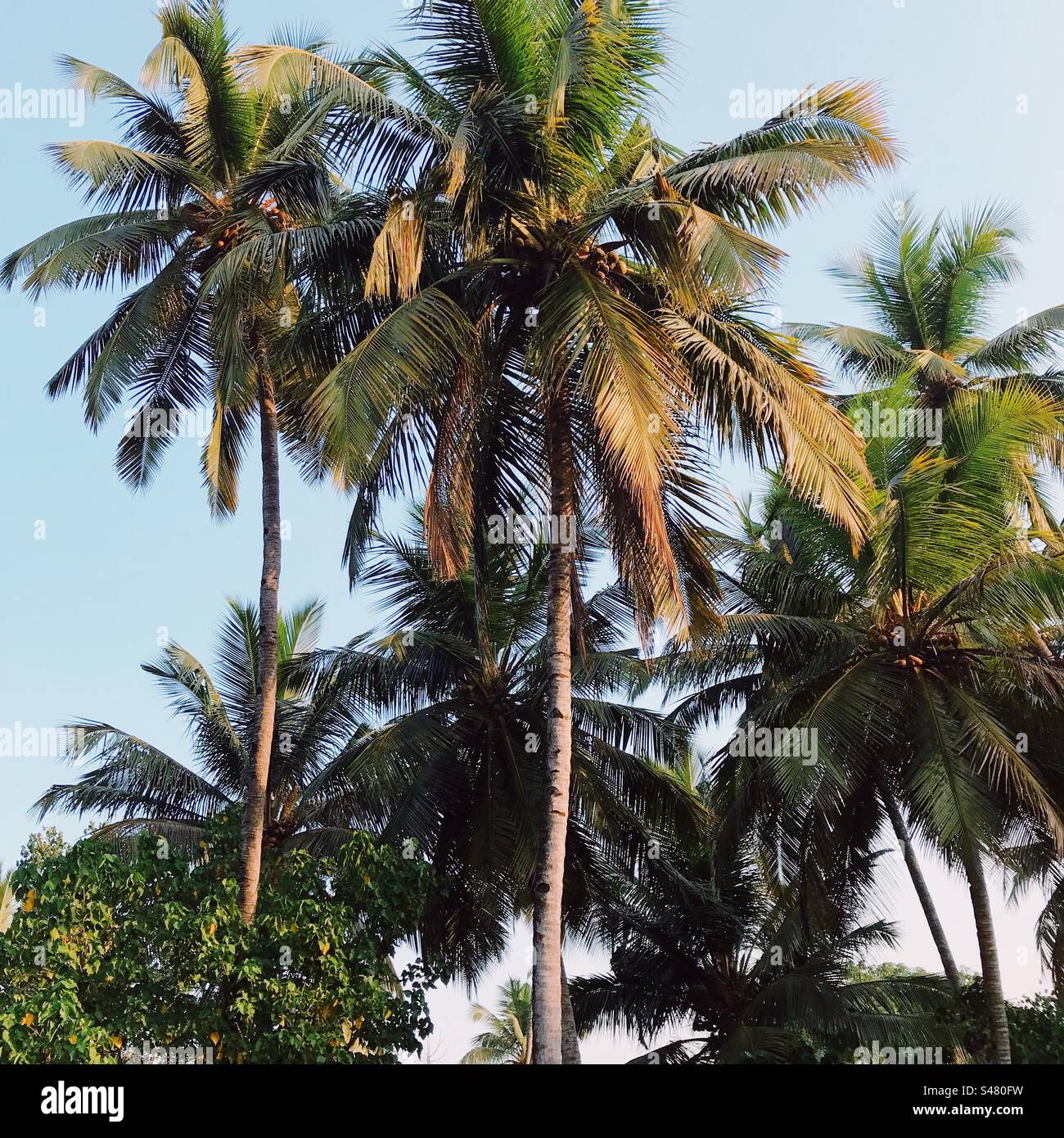 Cocotiers à Goa, en Inde - Image de stock capturée avec un smartphone