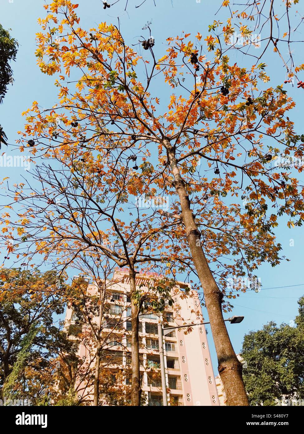 Un immeuble résidentiel à Mumbai, en Inde avec des arbres au premier plan - Image de stock capturée avec un smartphone
