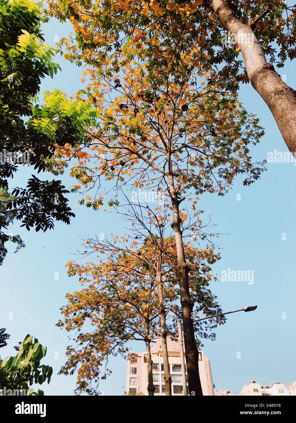 Un immeuble résidentiel à Mumbai, en Inde avec des arbres au premier plan - Image de stock capturée avec un smartphone