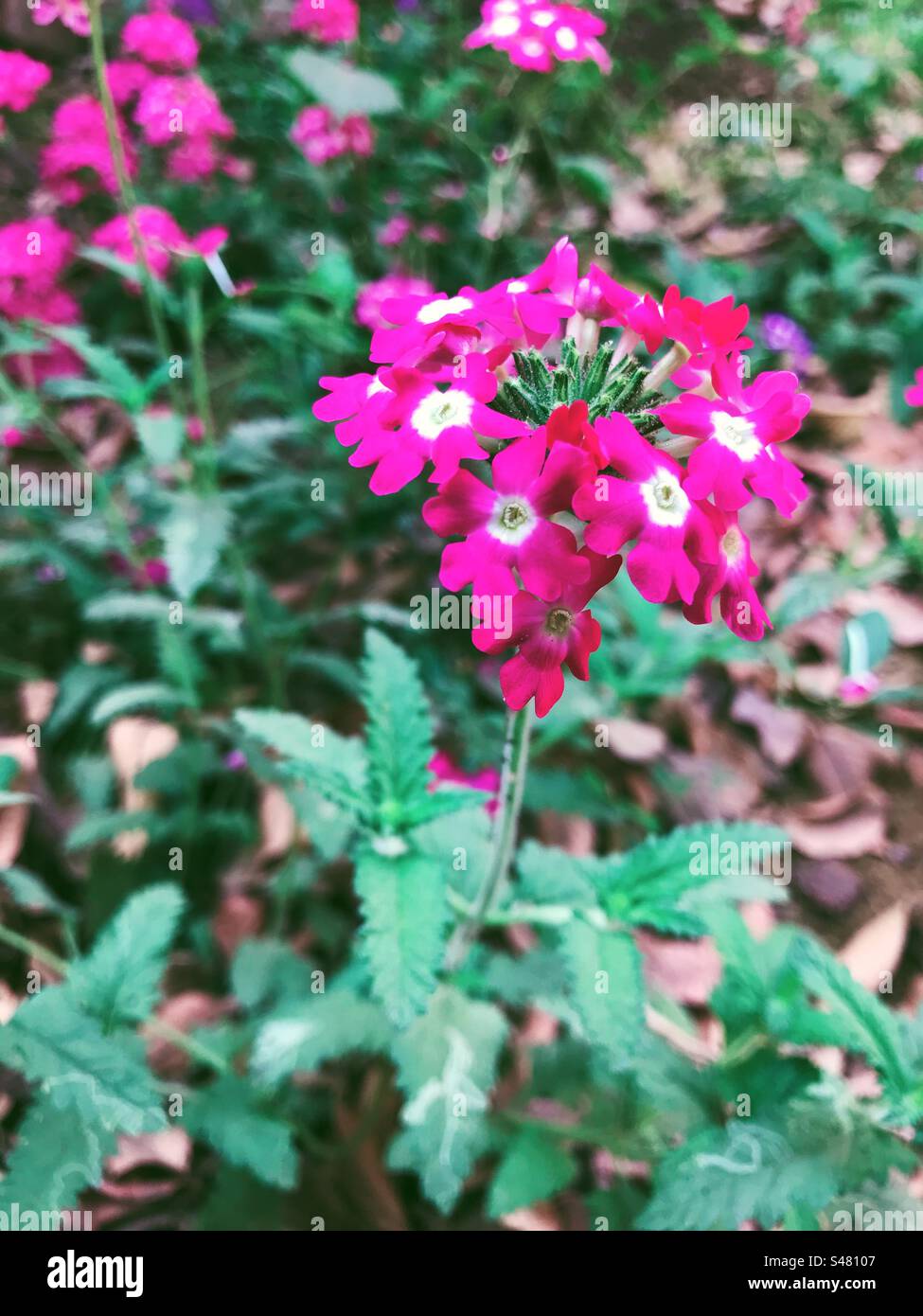 Fleurs roses dans un jardin - Image de stock capturée avec un smartphone