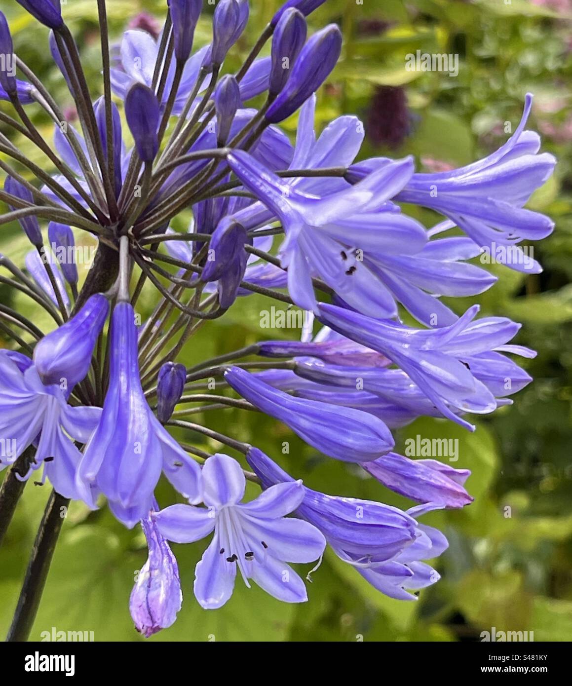 Agapanthus bleu en fleur Banque D'Images